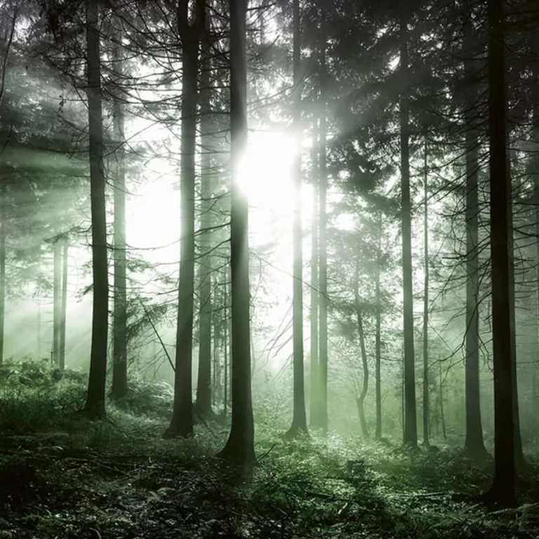 Lumière filtrée à travers des arbres dans une forêt verdoyante et brumeuse.